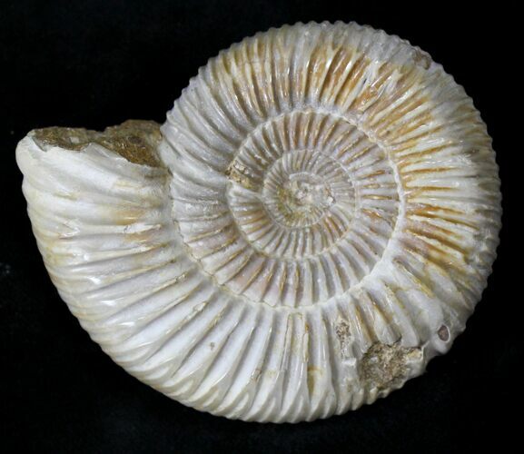 Perisphinctes Ammonite - Jurassic #22816